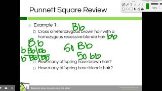 Punnett Square Example-2