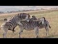 Zebra Sex Mating in The Jungle