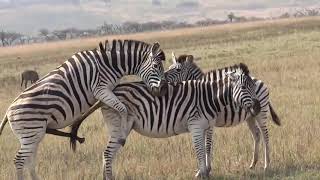 Zebra Sex Mating in The Jungle