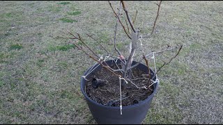 Cheap and Easy Way to Train Your Fruit Trees - Works Very Well