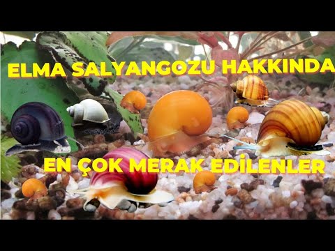 Video: Pasifik kaya balığının tadı nasıldır?