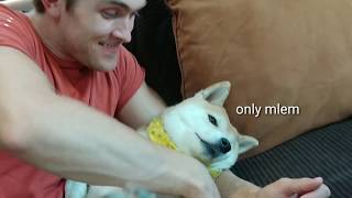 How To Make A Vampire Shibe... by James Scurlock 11,985 views 5 years ago 47 seconds