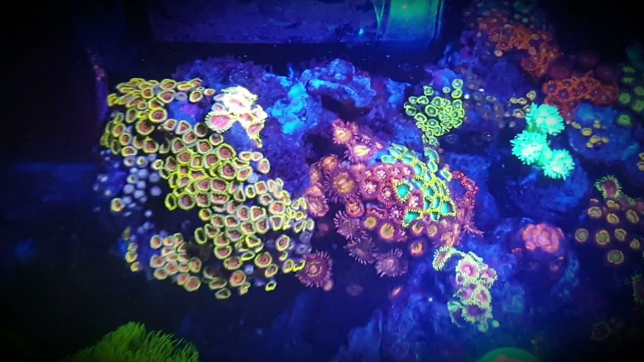 zoanthus garden, 7gal, 45x27x30