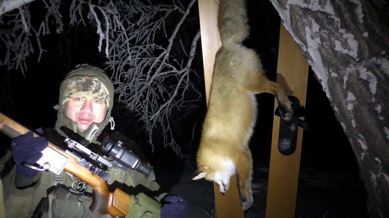 Мелкашка (22LR) в -23 может остановить лисицу?! Сколько раз нужно попасть? Лиса чуть не затоптала!