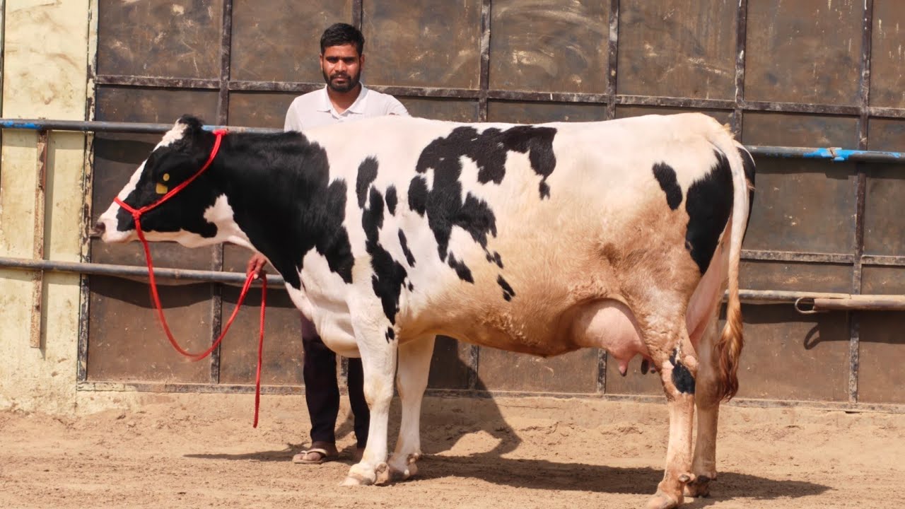18 Cows for sale, 18 ਗਾਵਾਂ ਪ੍ਰਦੀਪ ਲੋਹਾਖੇੜਾ ਵਾਲੇ ਕੋਲ ਵਿਕਾਊ 