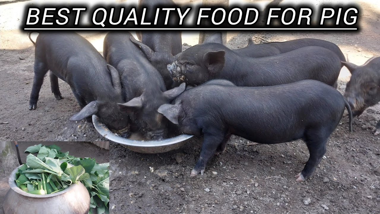 Pig ke liye sabsy acha feed ye hy