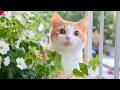 Soothing Piano Music Heals Anxious Cats Music For Cats To Calm Down Relaxing Cat Music Playlist 
