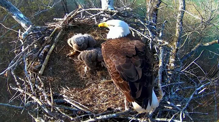 Ep#141 #baldeagle | Review mother bird brings food to feed her chicks | bird nest with nature life