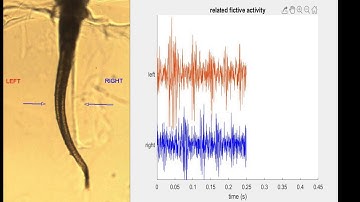Neuroday 2019: non-fictive fictive locomotion