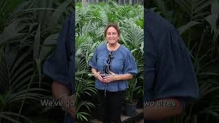 Discover Kentia Palms