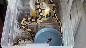 Ball Python Collection Update-July 2012