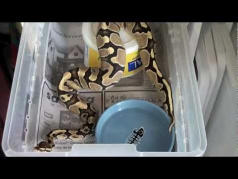 Ball Python Collection Update-July 2012
