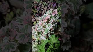 #제라늄.  #가을산#스텔라제라늄 #비봉다육