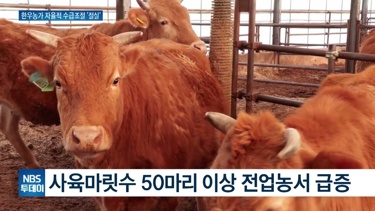 전국적 암소 자율감축에 역행···일부 지역서 증산