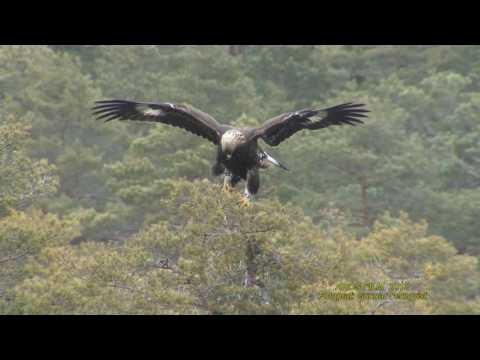 Video: Örnfågel: livsmiljö och livsstil