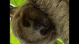 Sloth- Hardly a Deadly Sin