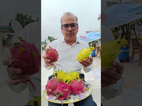 Massive Dragon fruit harvesting rooftop rare dragon fruit farm#yellowdragonfruit#viral#ytshorts
