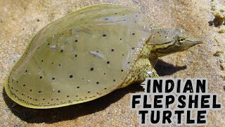 "Indian Flapshell Turtle Facts: Biology and Adaptations"