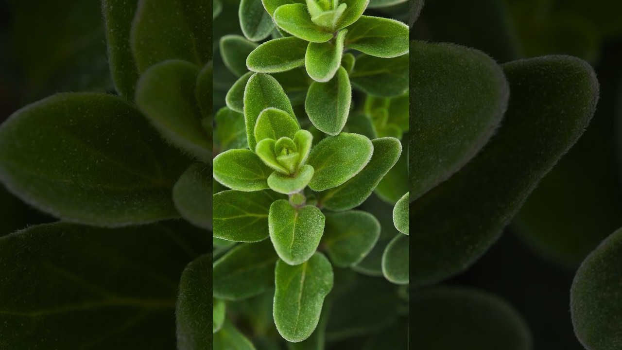 Marjoram: A Culinary and Medicinal Herb 