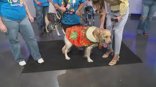 Fiesta fun with the El Rey Fido Court | Great Day SA