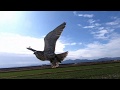ハヤブサのスピード感。Saker Falcon Lure Pass.Luring.