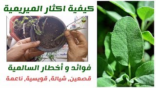 طريقة اكثار نبات الميرمية او السالمية How To Grow Sage Plant