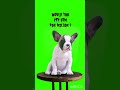 #dog#scary#short#greenscreen 