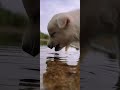 心に優しい音#犬のいる暮らし