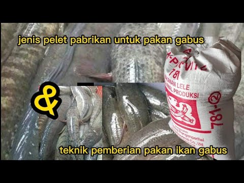 Pakan Pelet Ikan Gabus