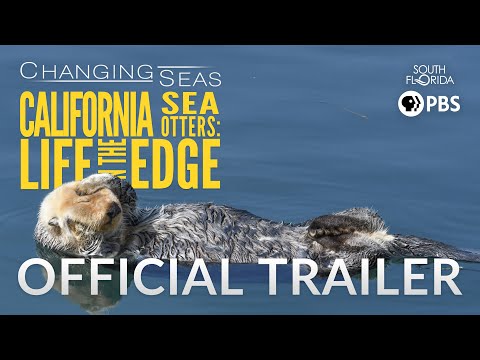 California Sea Otters: Life on the Edge - Official Trailer
