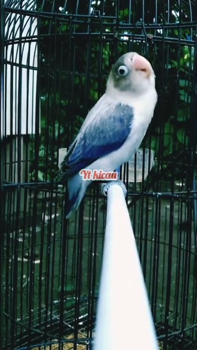 Lovebird Paud Fighter