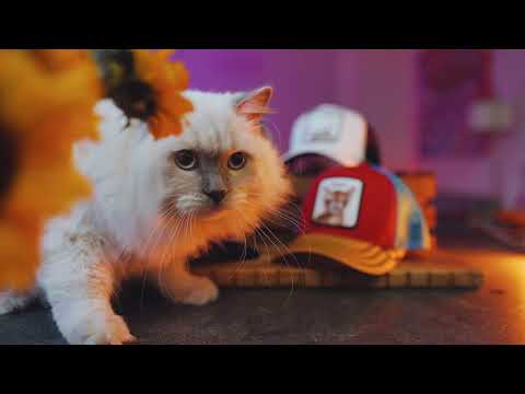 Cats and Birds Promo VIdeo