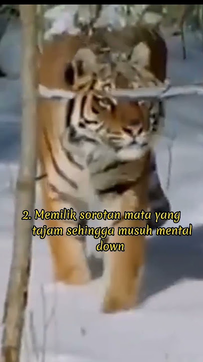 Manfaat Khodam Macan Loreng