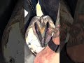 SATISFYING HOOF CLEANING Shorts Satisfying Asmr Farrier Relaxation SATISFYING HOOF CLEANING Shorts Satisfying Asmr Farrier Relaxation
