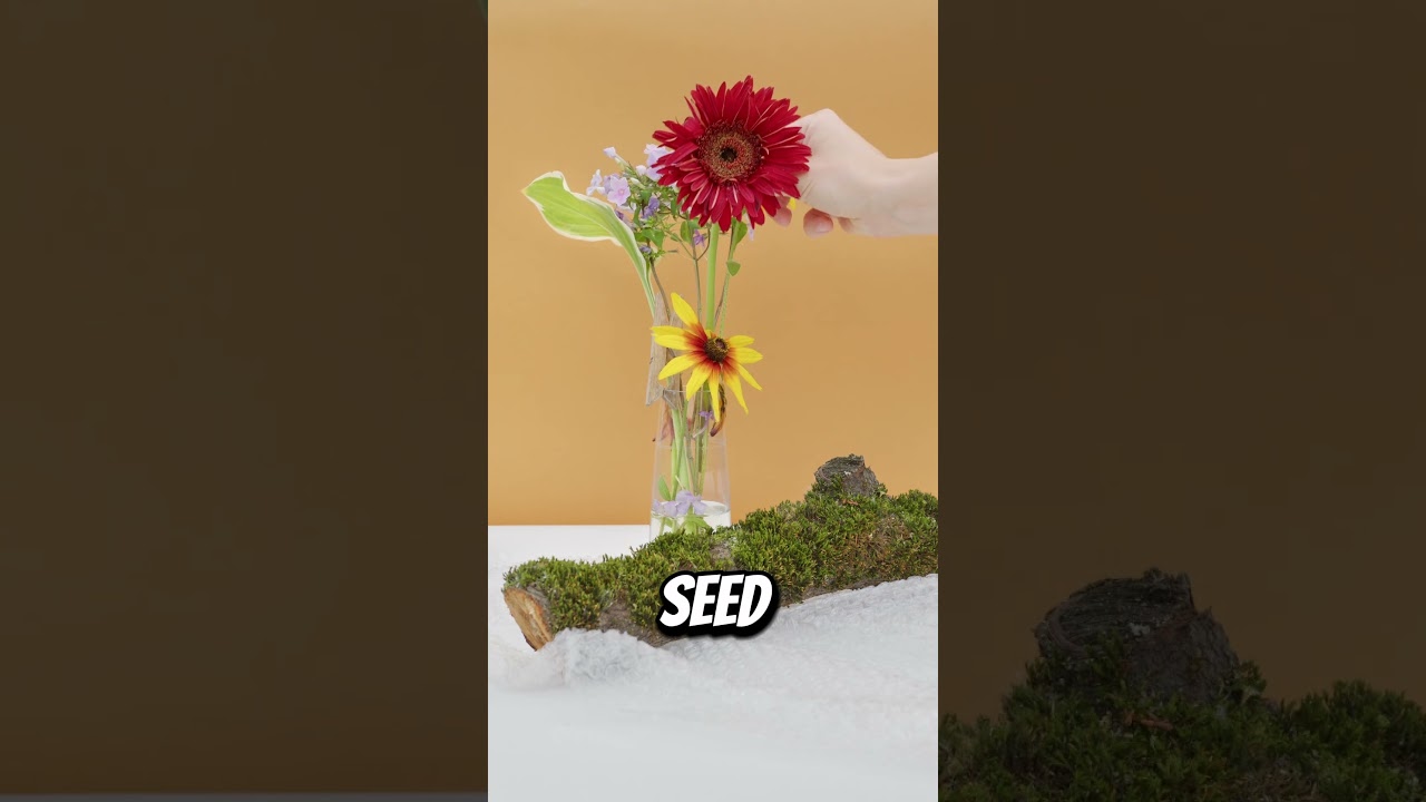 Rudbeckia | Low-Maintenance Blooms You’ll Love: Garden Beauty Without the Hassle