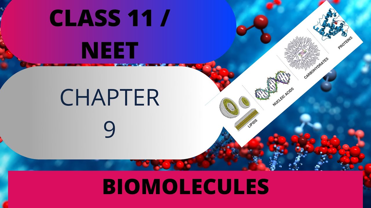 Biomolecules Class 11 Biology NEET YouTube