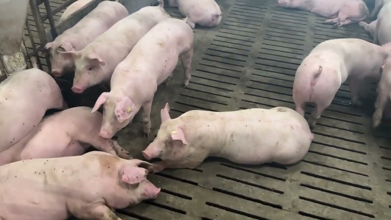 SVINJAC BEZ ČIŠĆENJA ??