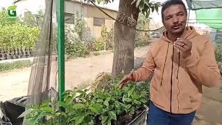 ازرع البن العربي  نبات اقتصادي واعد كيفية النهوض بزراعته وتوفير عملة صعبة