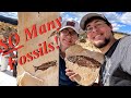 We Found HUNDREDS of Fish Fossils! Digging for Phenomenal Fossil Specimens in Kemmerer, Wyoming!