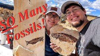 We Found HUNDREDS of Fish Fossils! Digging for Phenomenal Fossil Specimens in Kemmerer, Wyoming!