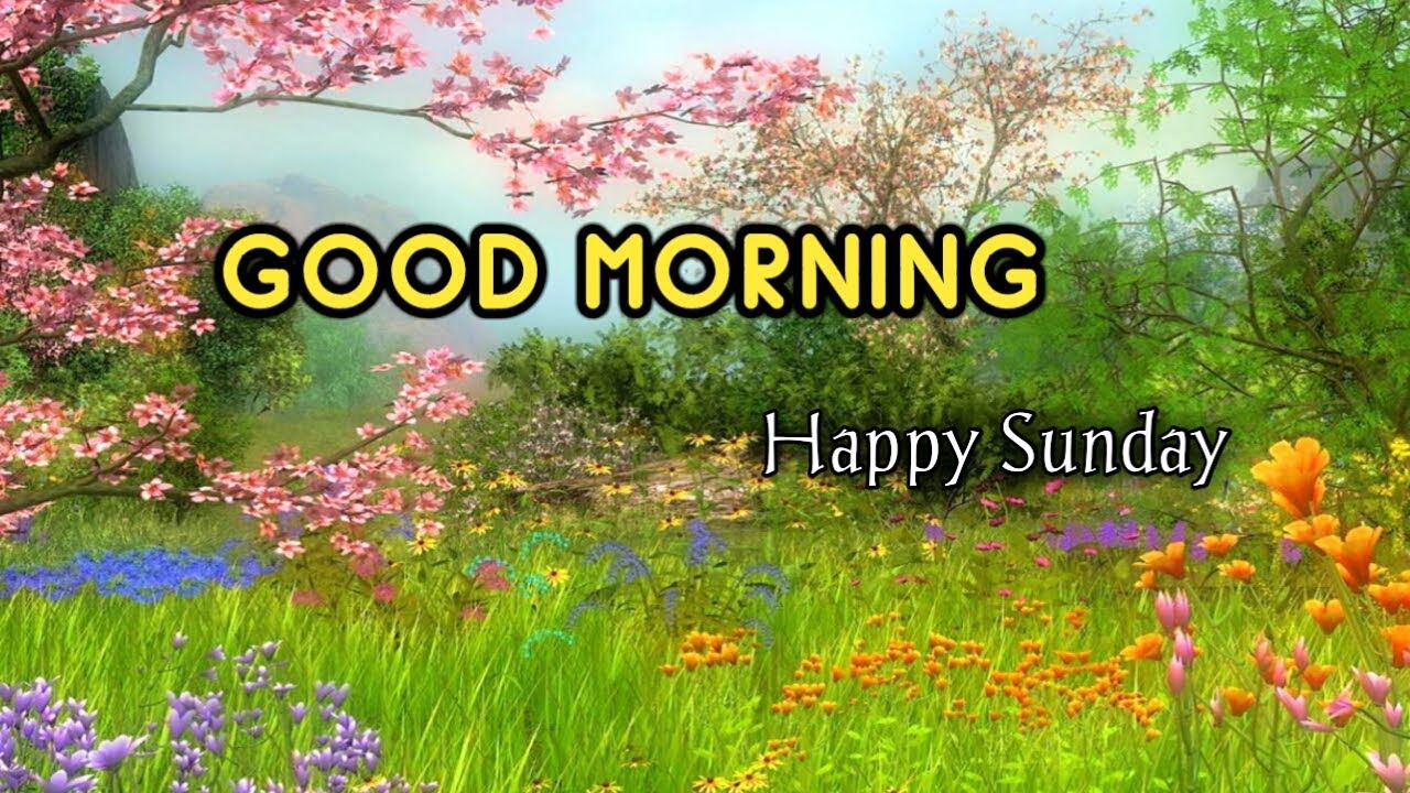 Good Morning Happy Sunday Status Video Hd Happy Sunday Good