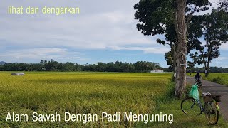 Lihat dan dengarkan hening sawah padi yang mulai kuning - tanpa musik