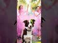 Bagel's Holiday Party Ep. 6 - Holi Festival of Colors #bagel #puppy #shorts #holi #veo3