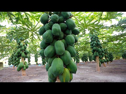 Video: Бал жана папайя менен тропикалык балыктар