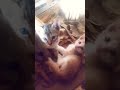 Meow 🐱! Kitten ! Family ! Cute Baby Kitty ❤️🐈#cat #meow #shortvideo #yt #viral #kitten 🥰 kitty