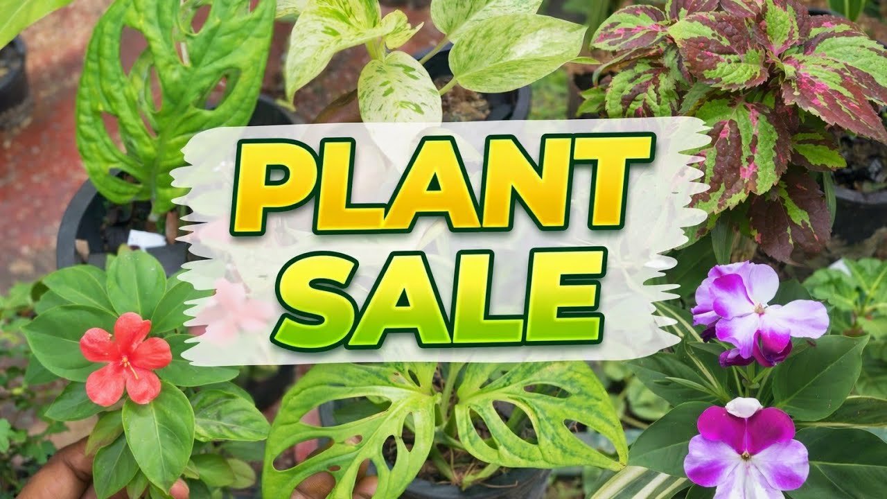 Plant sale, දියකූඩලු එක්ක 70 සිට 250 දක්වා පැල ටිකක්