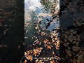والسلام عليا يوم ولدت ويوم اموت ويوم أبعث حيا