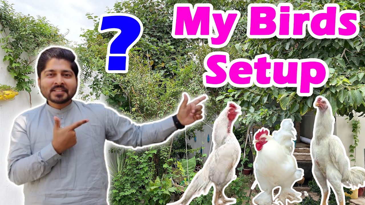Oh Shamo, Heera Aseel, White Heavy Buff / White Cochin, and Fighter Aseel Birds | My Setup Review |