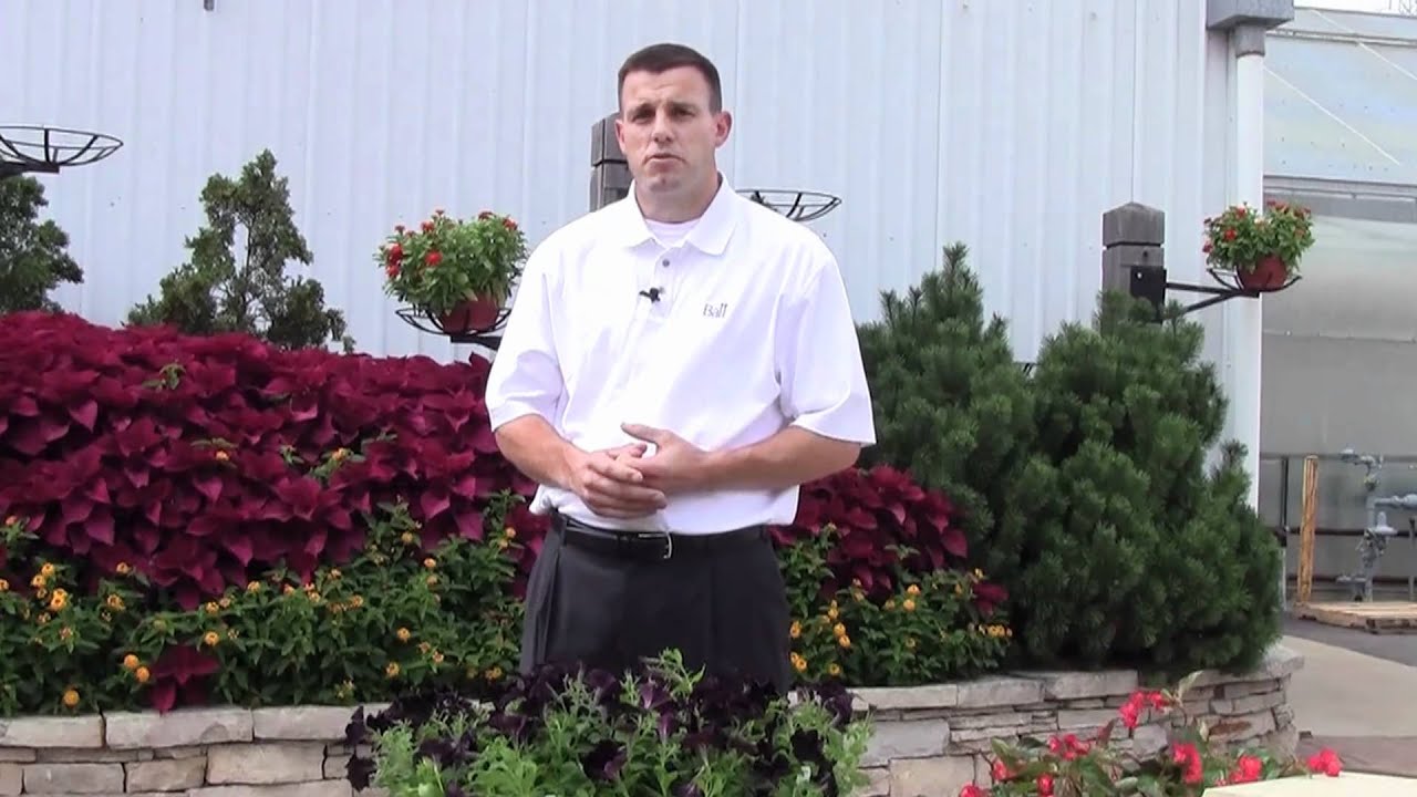 playstation 3 Culture Notes For Black Petunias