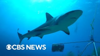 Inside the fight to save reef sharks from extinction by CBS News 1,403 views 16 hours ago 5 minutes, 3 seconds
